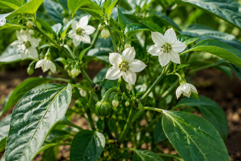 por qué se caen las flores del pimiento