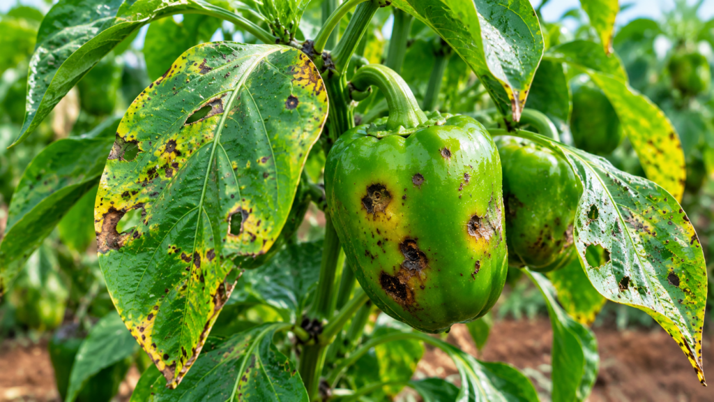 enfermedades del pimiento