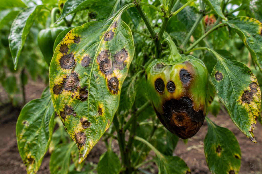 enfermedades del pimiento
