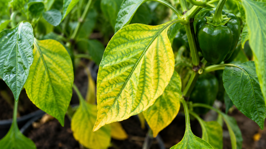 hojas amarillas en las plantas de pimiento