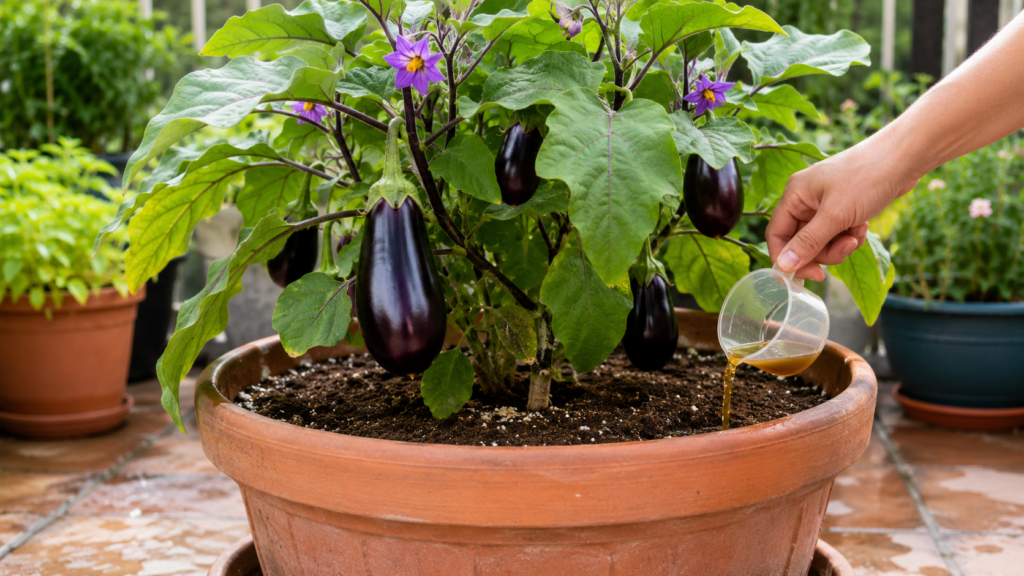 cómo fertilizar las berenjenas