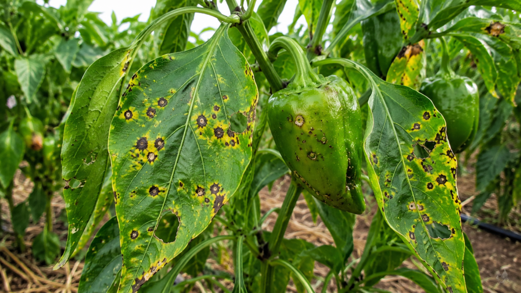 enfermedades del pimiento