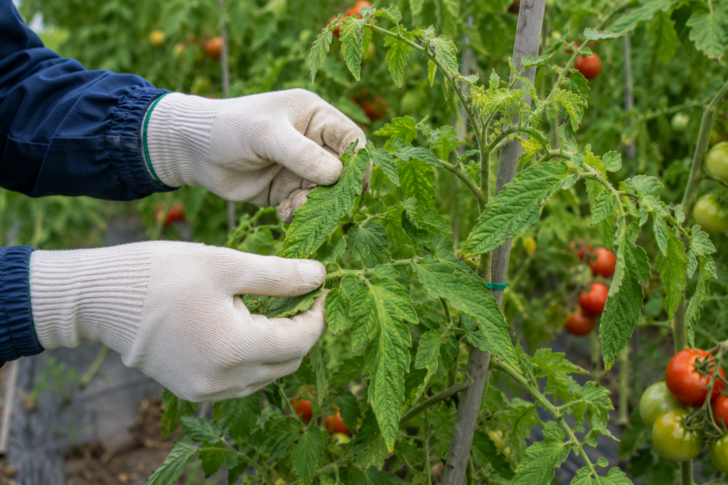 Enfermedades del tomate