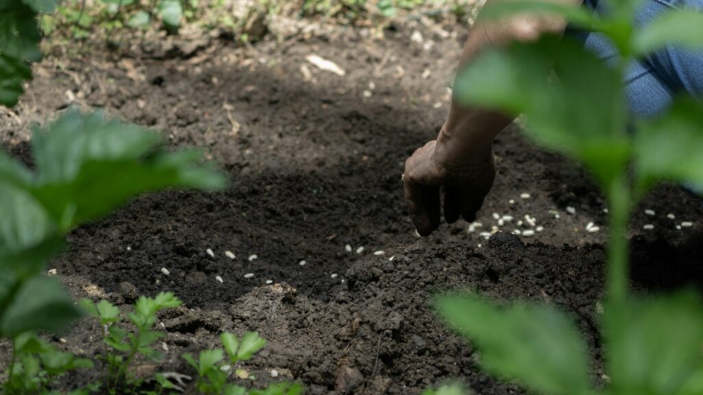Persona incorporando abono al suelo de un cultivo