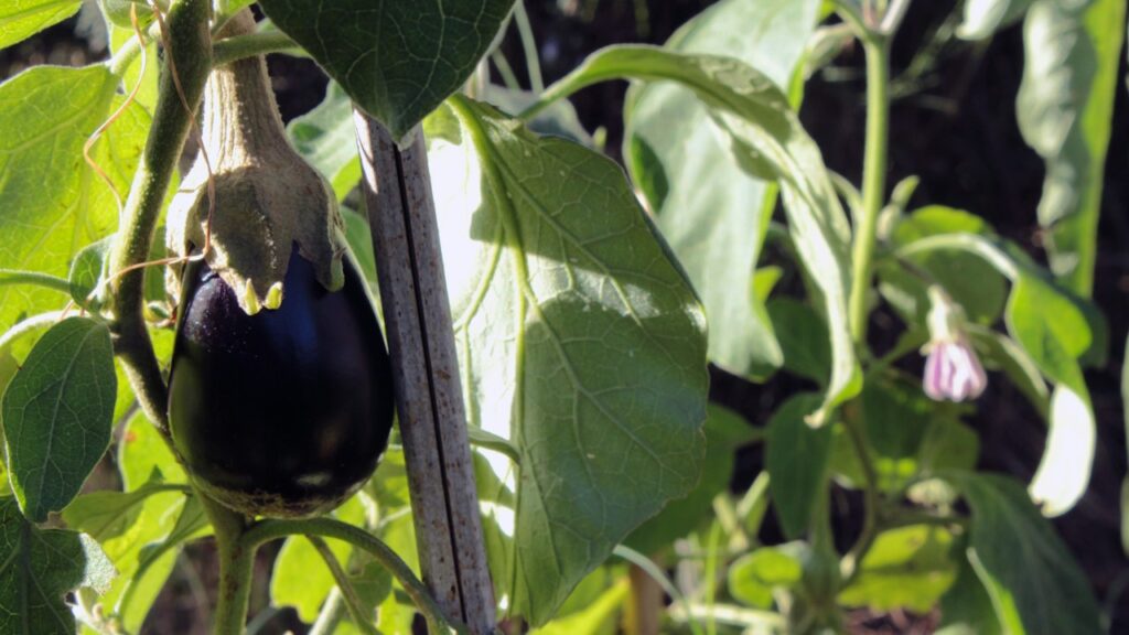 Berenjena morada desarrollándose en una planta del huerto