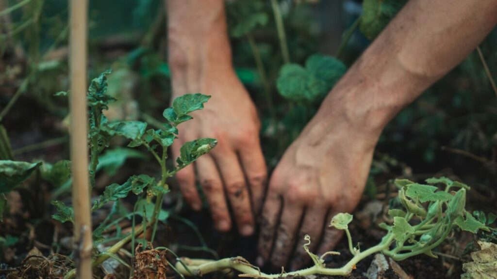 Manos trabajando tierra alrededor de una planta joven