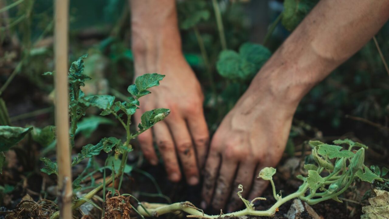 Manos trabajando tierra alrededor de una planta joven