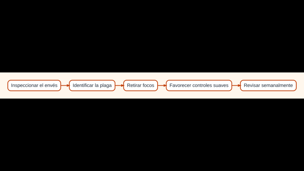 Diagrama para identificar, prevenir y controlar plagas comunes del pimiento