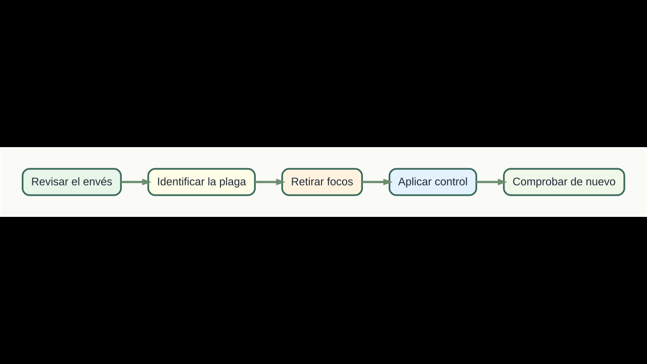 Diagrama original de cinco pasos para identificar y controlar plagas del tomate