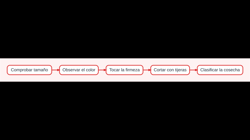 Diagrama para decidir cuándo cosechar pimientos según color, firmeza, tamaño y uso