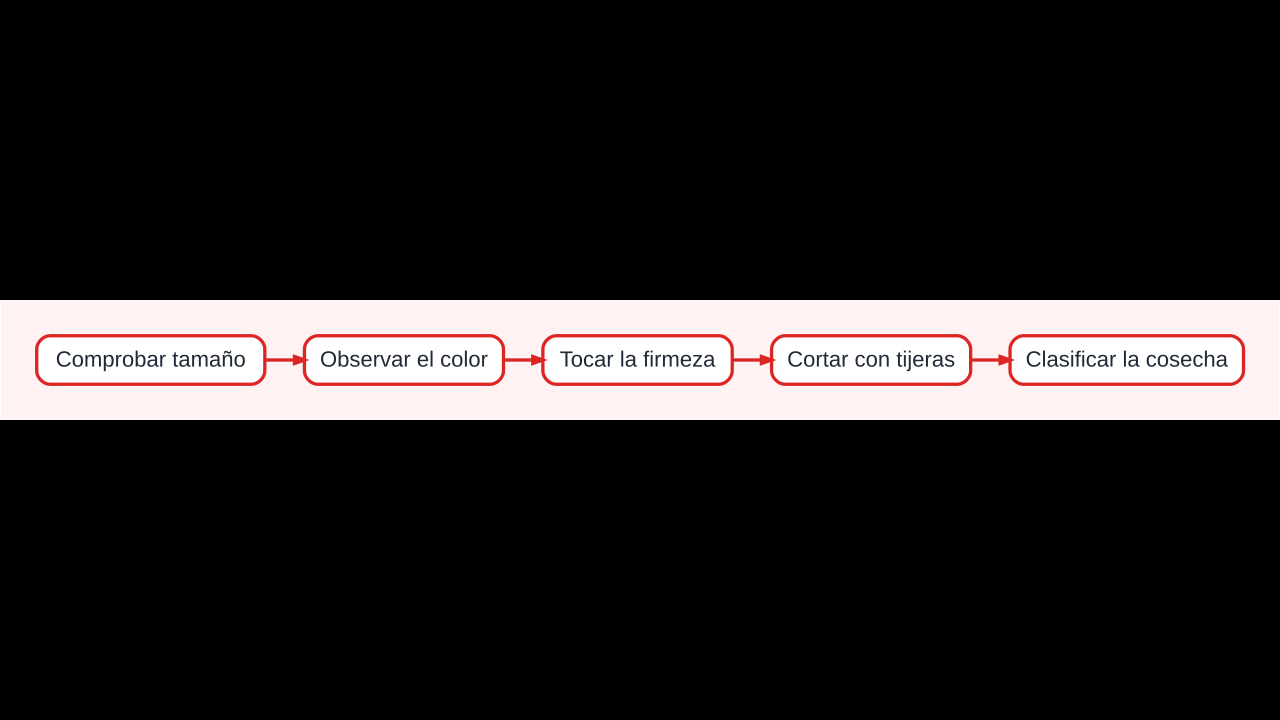 Diagrama para decidir cuándo cosechar pimientos según color, firmeza, tamaño y uso