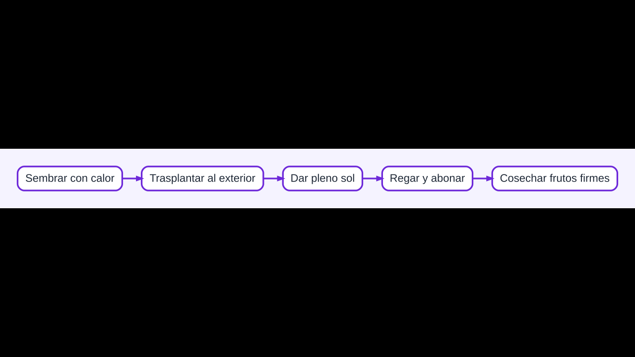 Diagrama del cultivo de berenjenas desde la siembra hasta la cosecha