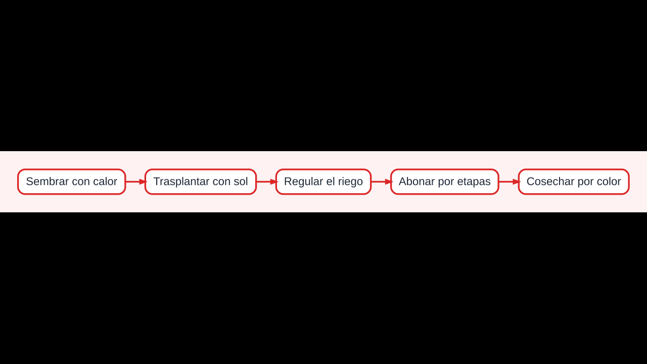 Diagrama del cultivo de pimientos desde la siembra hasta la cosecha