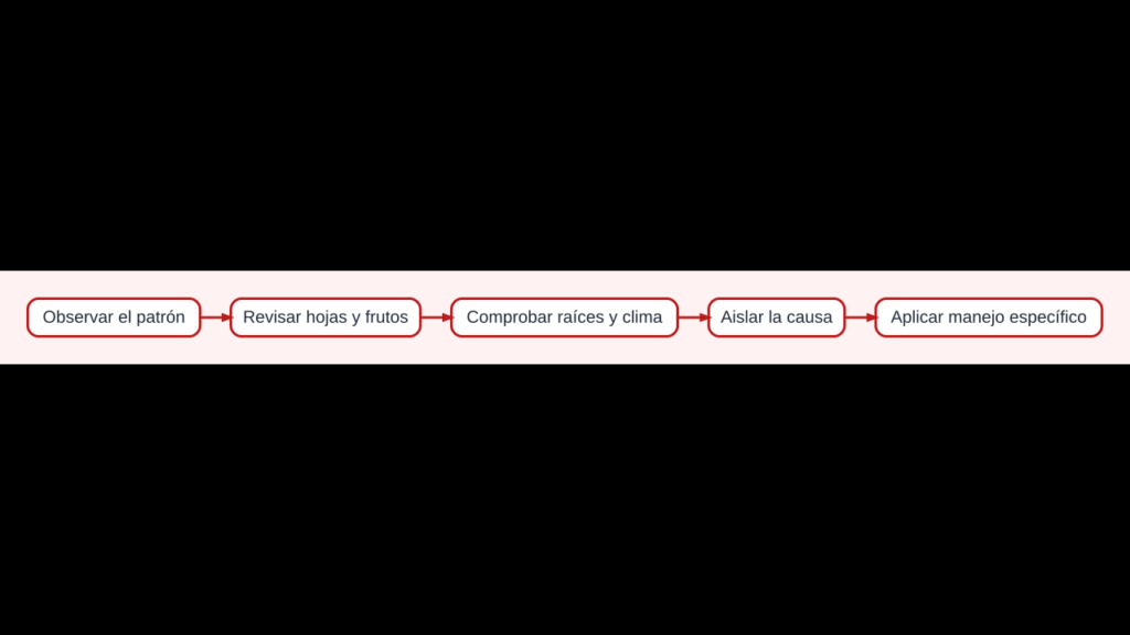 Diagrama para observar síntomas, identificar causas y manejar enfermedades del pimiento
