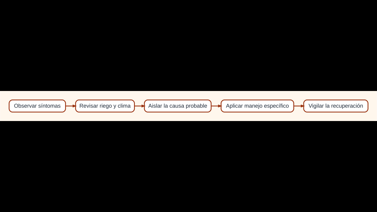 Diagrama para observar síntomas del tomate, revisar el ambiente, identificar la causa y aplicar un manejo específico