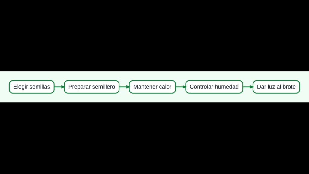 Diagrama de la siembra de pimientos desde la semilla hasta la plántula lista para trasplantar