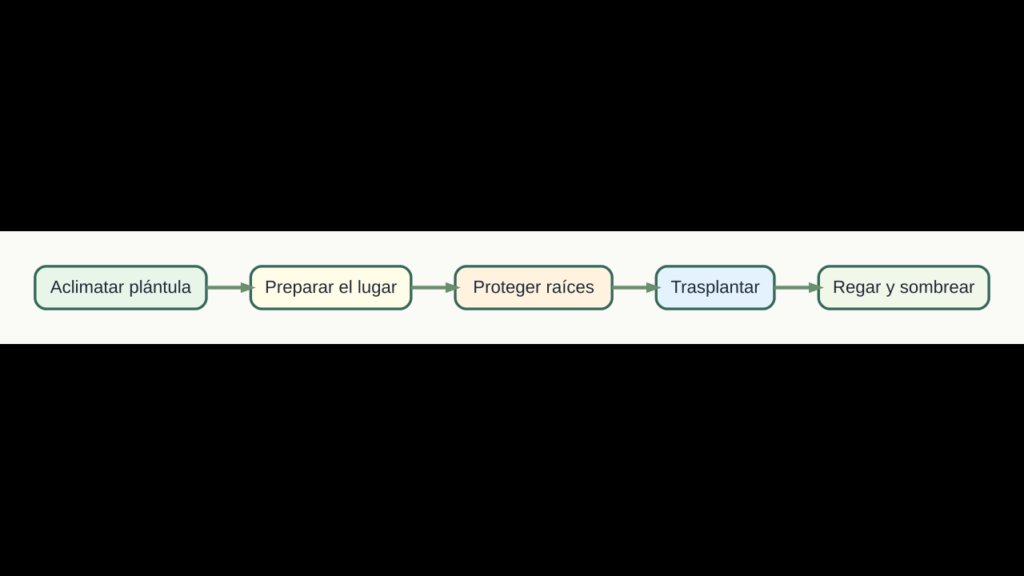 Diagrama original de cinco pasos para trasplantar berenjenas con menos estrés