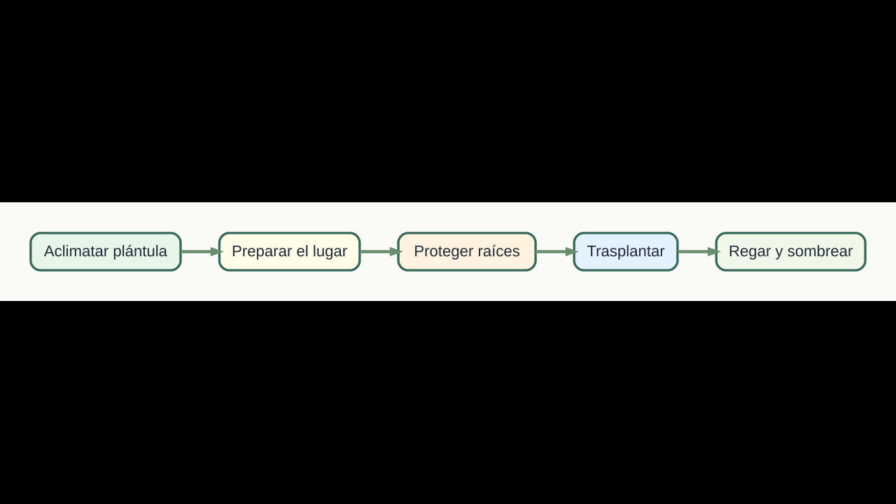 Diagrama original de cinco pasos para trasplantar berenjenas con menos estrés