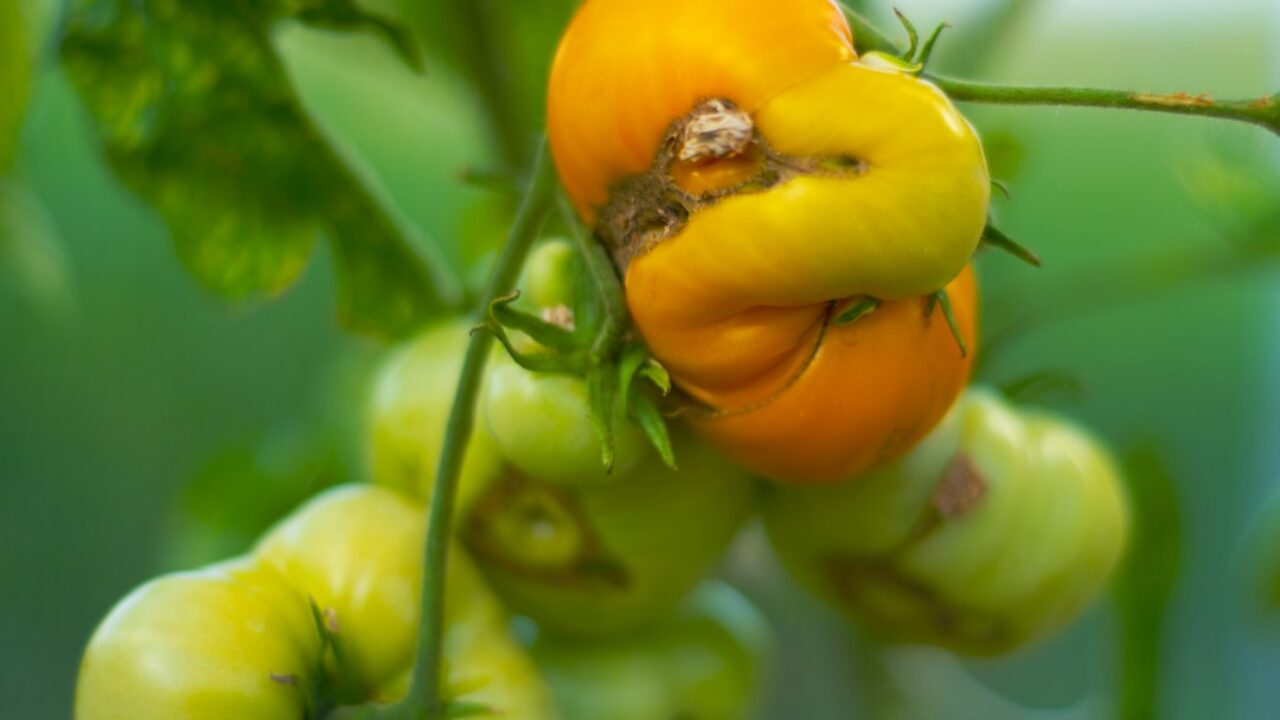 Tomatera con frutos y follaje para revisar señales de amarilleo