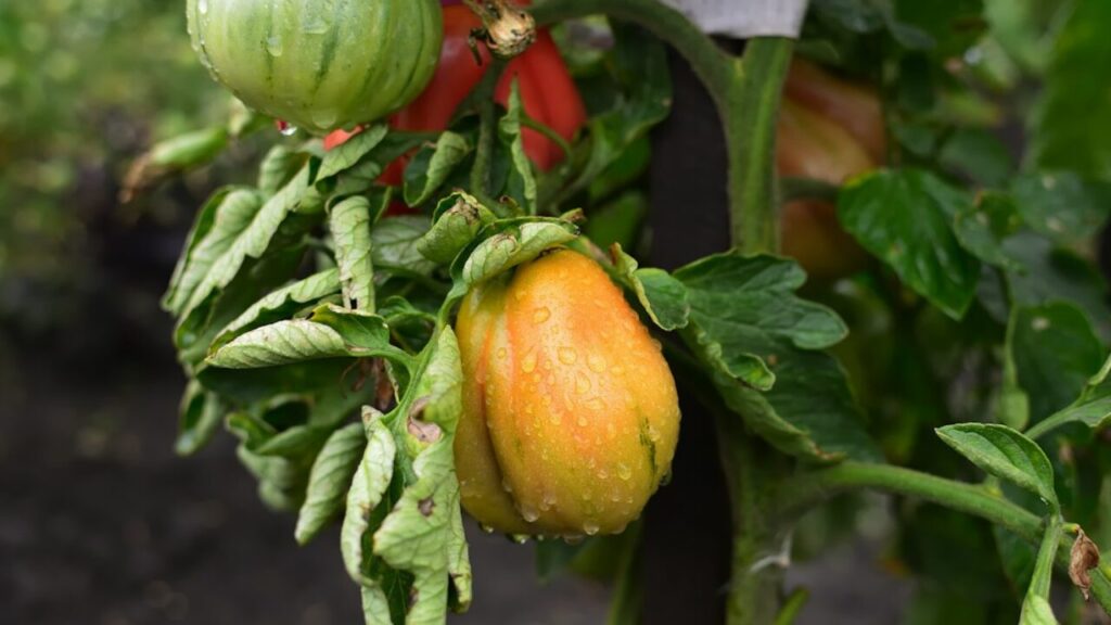 Tomates creciendo en la planta con follaje sano