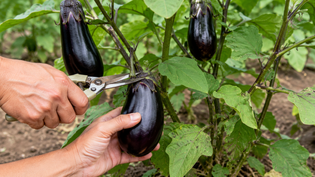 cómo cultivar berenjenas en casa