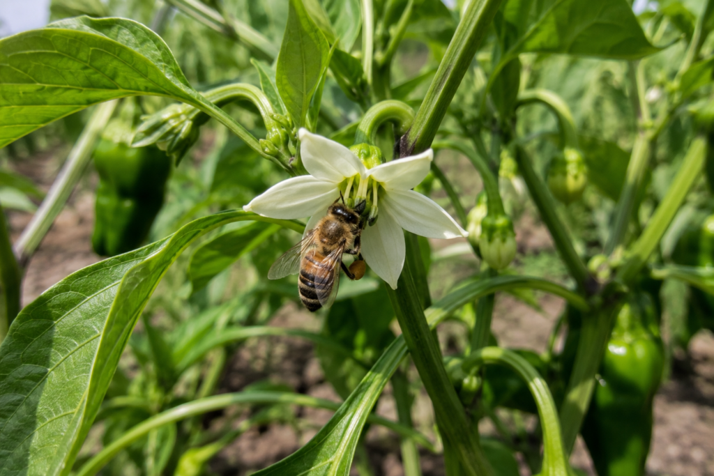 por qué se caen las flores del pimiento