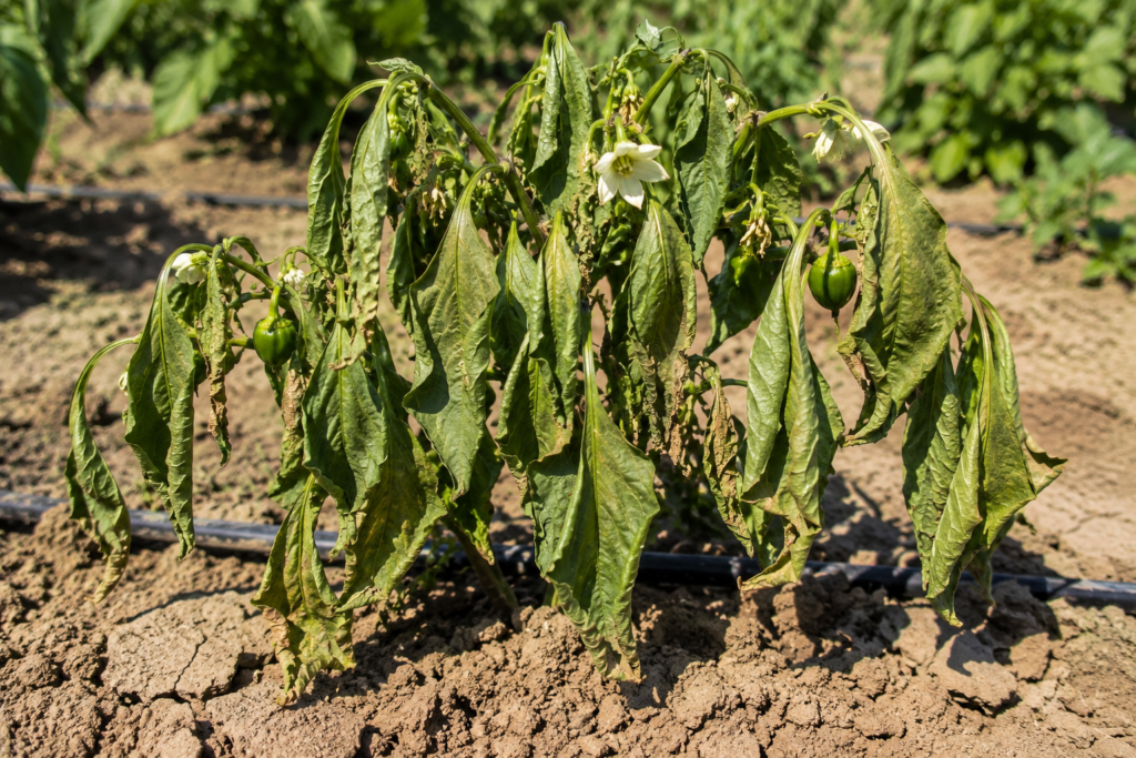 por qué se caen las flores del pimiento