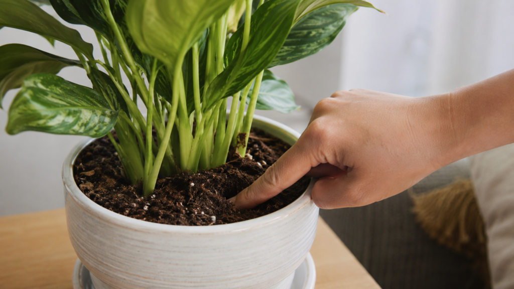 plantas de interior con poca luz