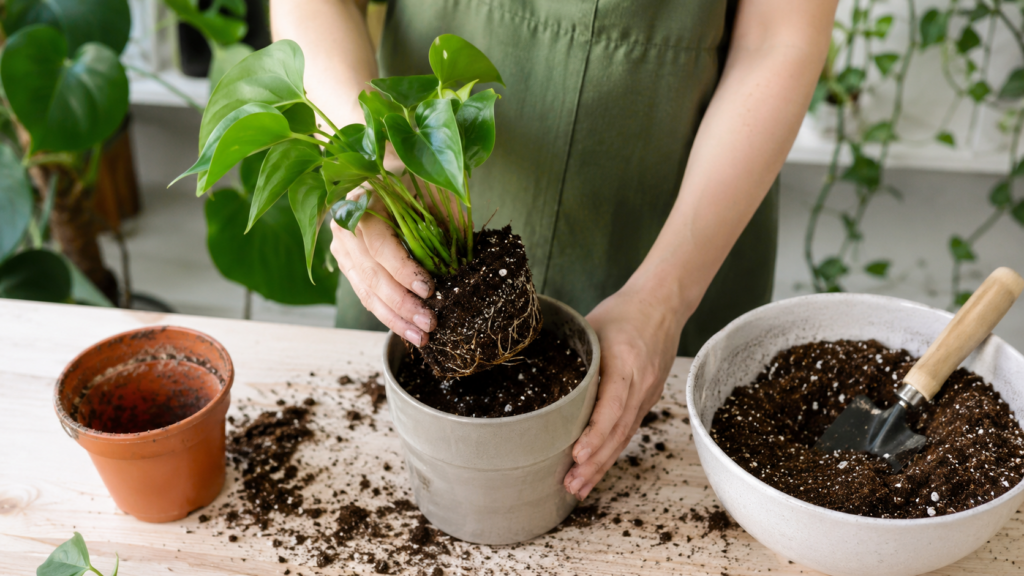 Persona trasplantando una planta de interior a una maceta de tamaño adecuado