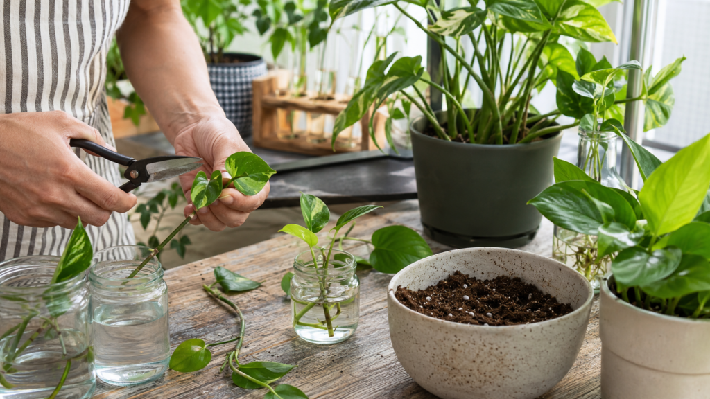 cómo reproducir plantas por esquejes