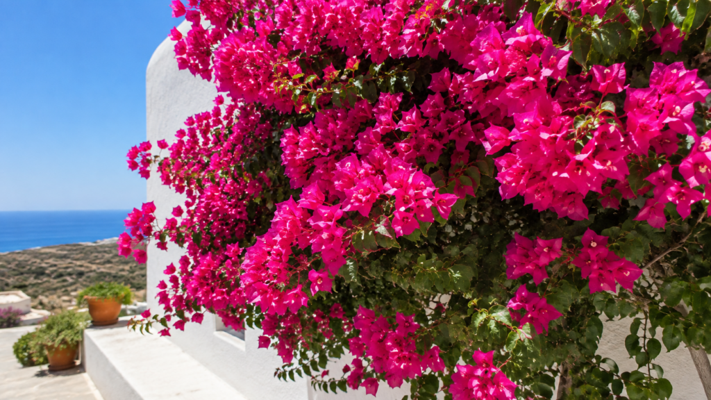 Buganvilla fucsia recibiendo abundante sol directo