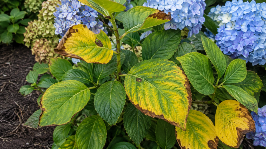Hojas amarillas en hortensias