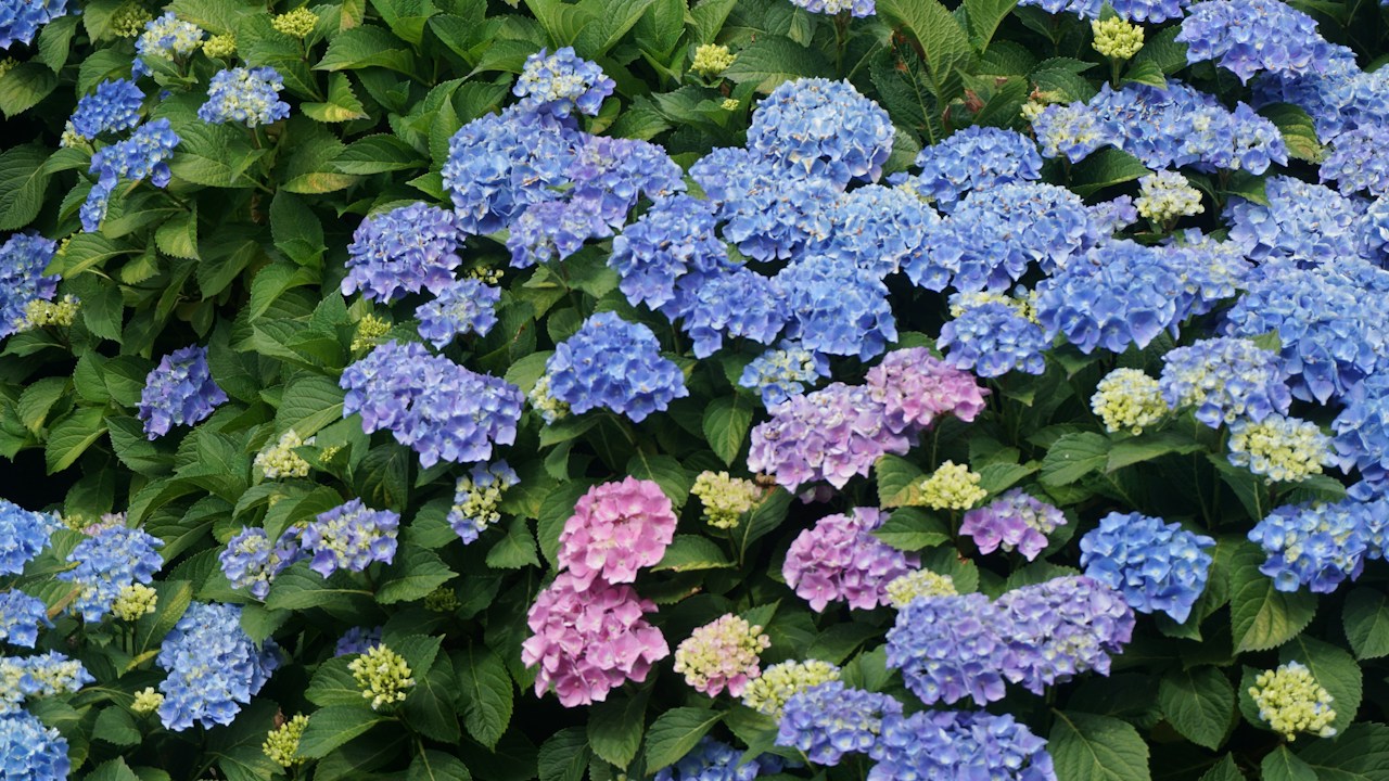 Hortensias sanas floreciendo en un jardín sombreado
