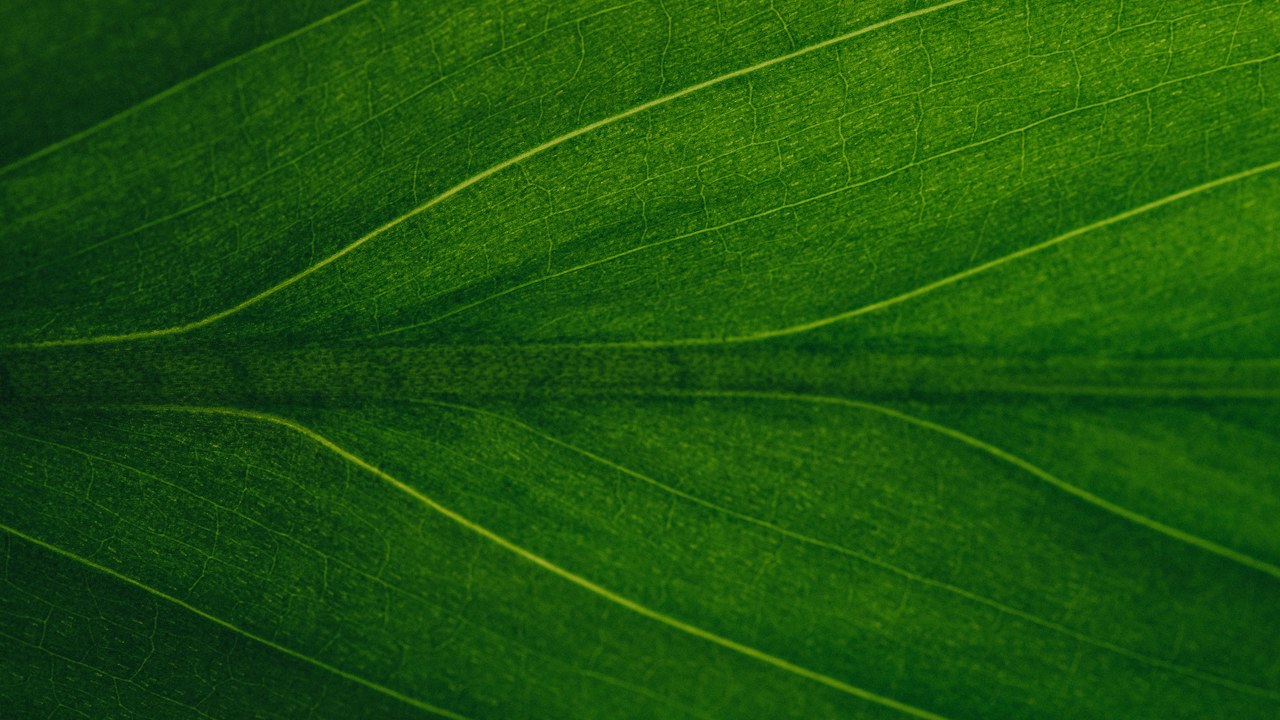 Detalle de una hoja verde para observar su color y textura