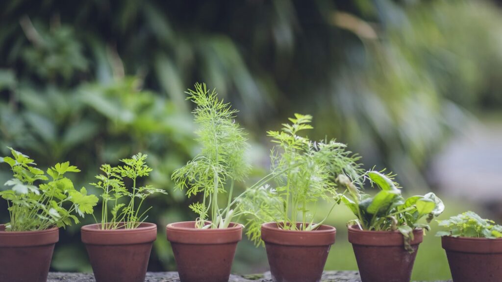 Plantas jóvenes de hierbas creciendo en pequeñas macetas