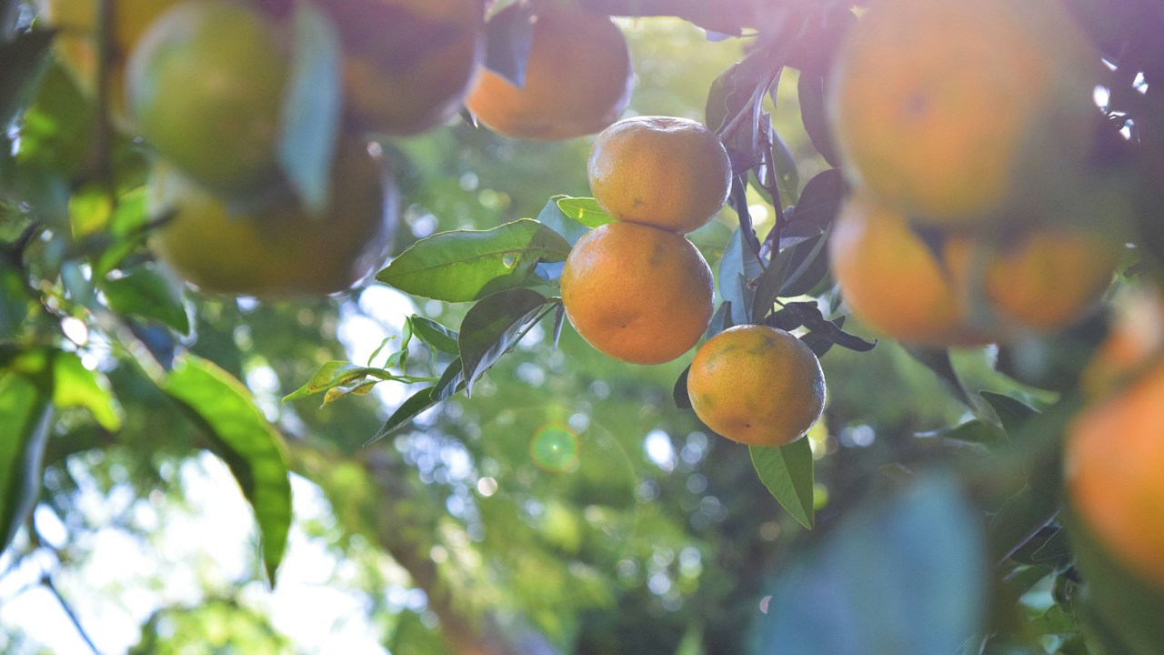 Árbol cítrico cargado de frutos como resultado de un manejo equilibrado