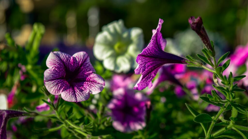 Petunias moradas y blancas saludables en un jardín