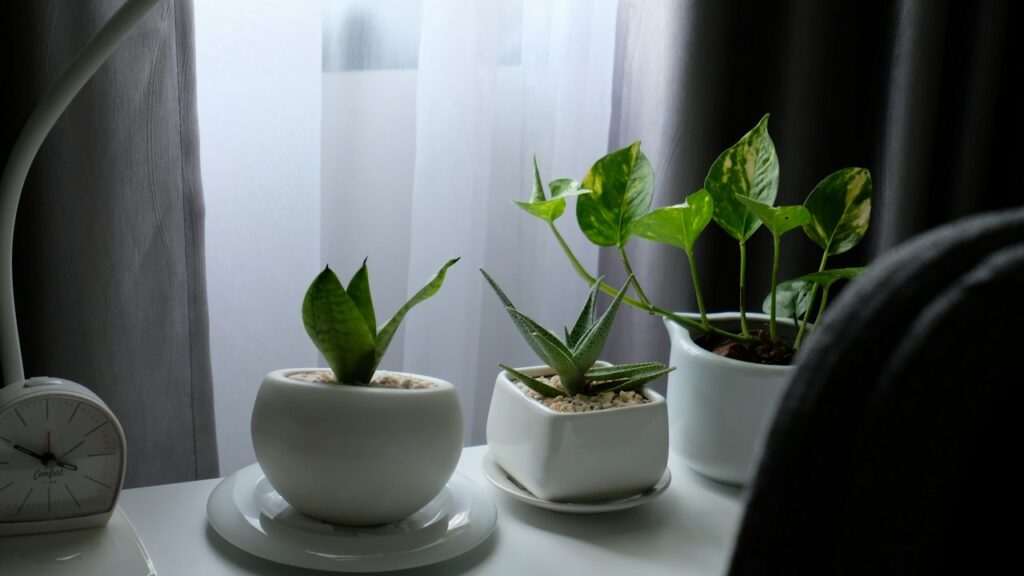 Planta verde de interior en maceta blanca y luz indirecta