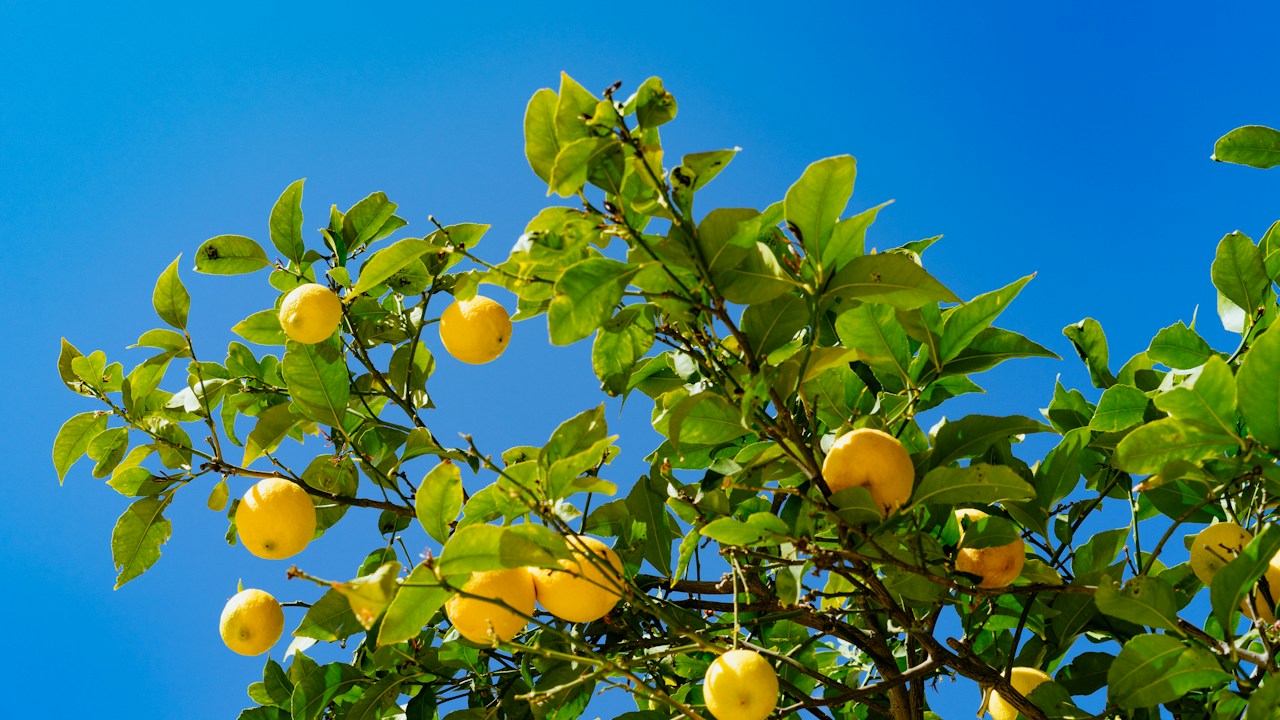 Limones maduros entre hojas verdes en un árbol bien hidratado