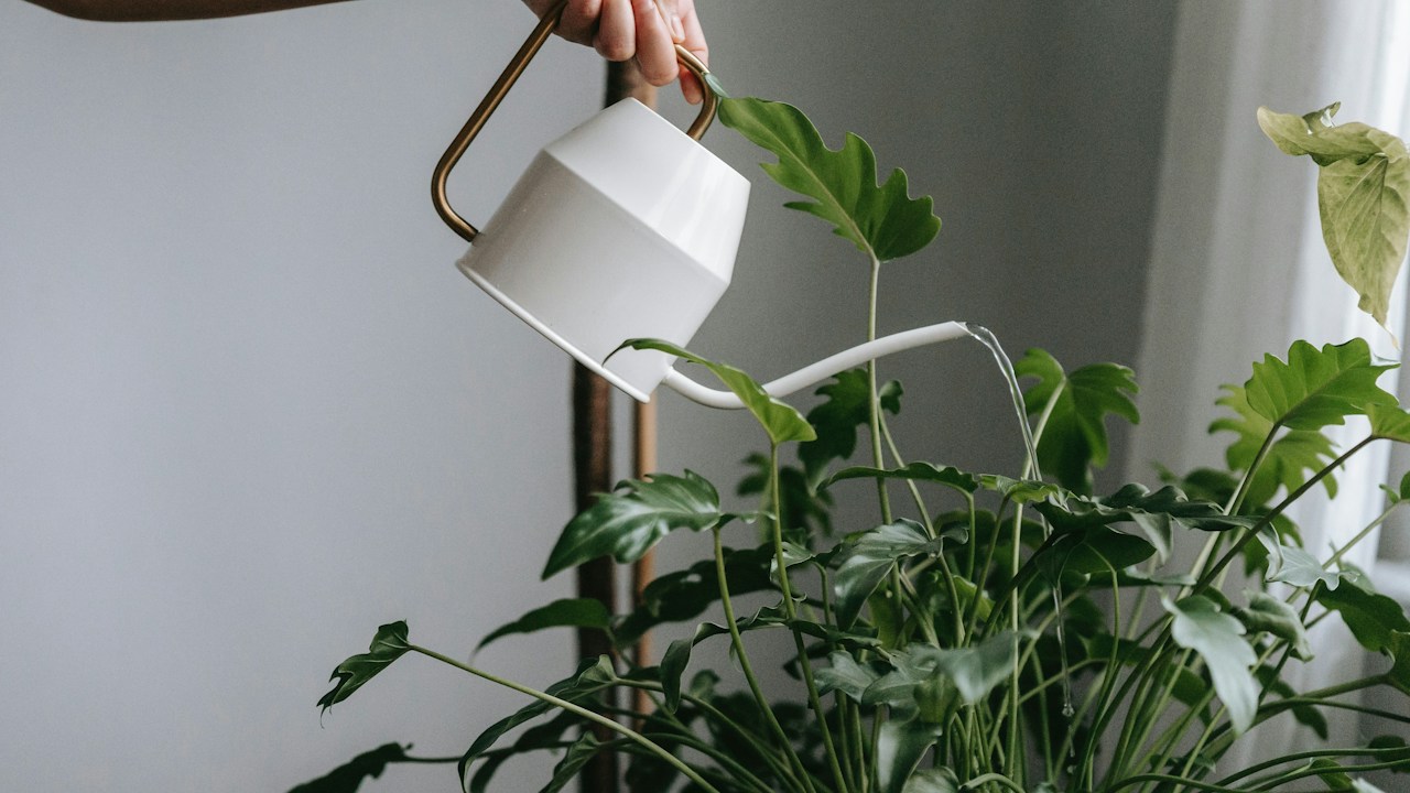 Persona regando plantas de jardín con atención