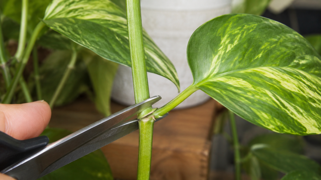 Detalle del nudo de un tallo de pothos antes de realizar el corte