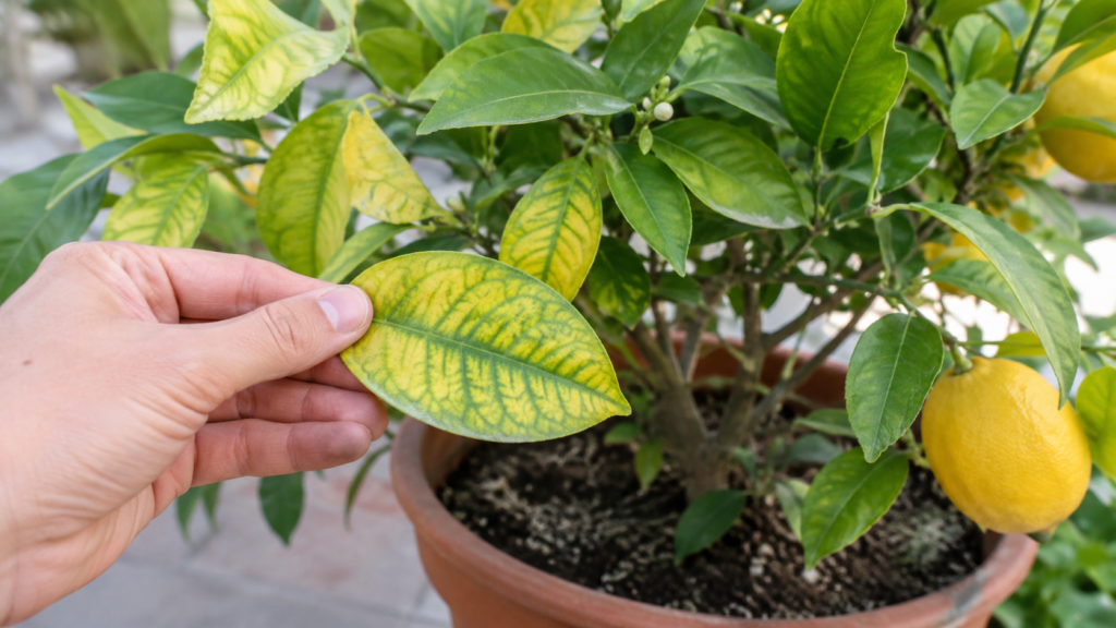 cómo fertilizar un limonero
