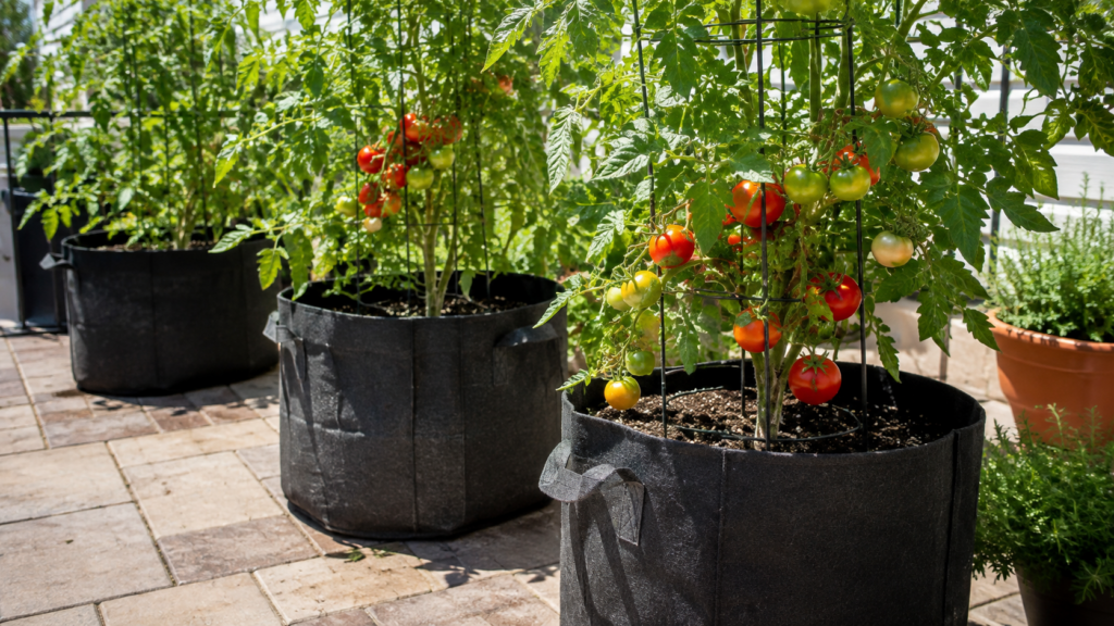 Plantas de tomate cultivadas en macetas grandes de tela con tutores de soporte