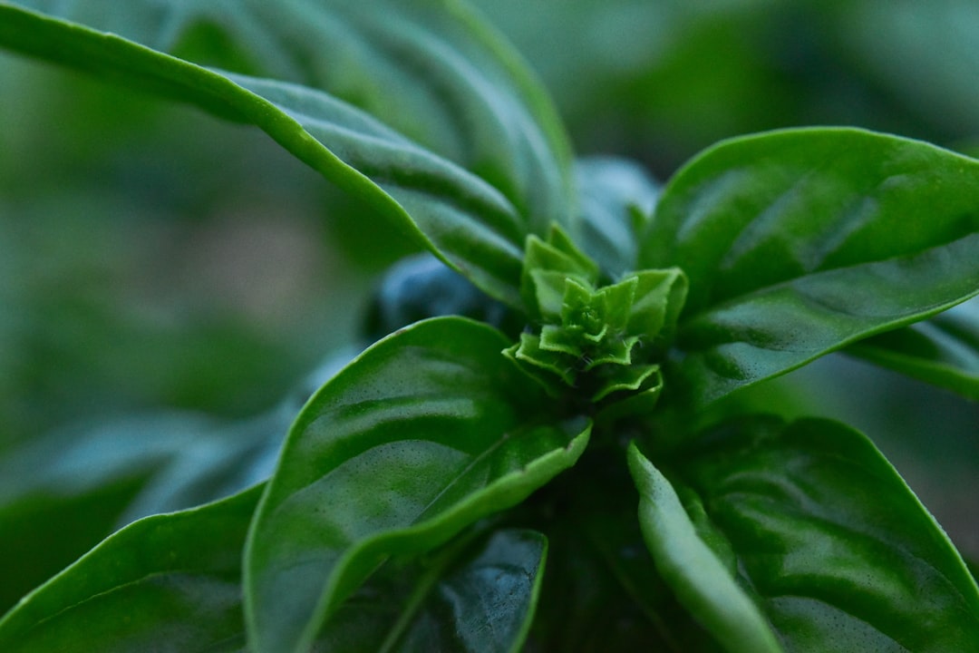 Macetas con plantas equilibradas después de una poda ligera
