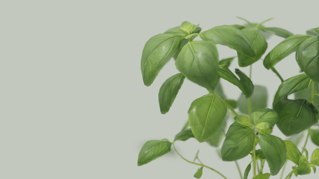 Macetas de distintos tamaños para cultivar hierbas aromáticas