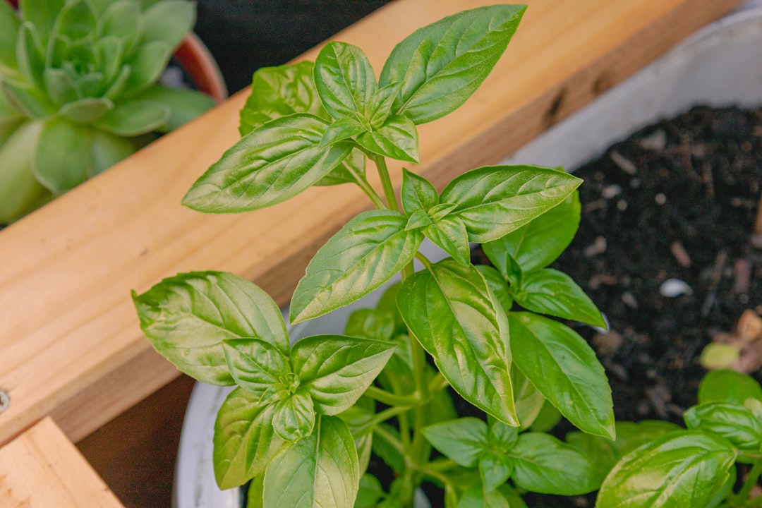 Albahaca lista para cosechar mediante cortes de puntas