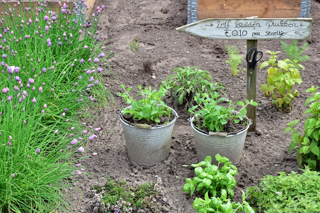 Tijeras limpias utilizadas para cortar tallos de plantas