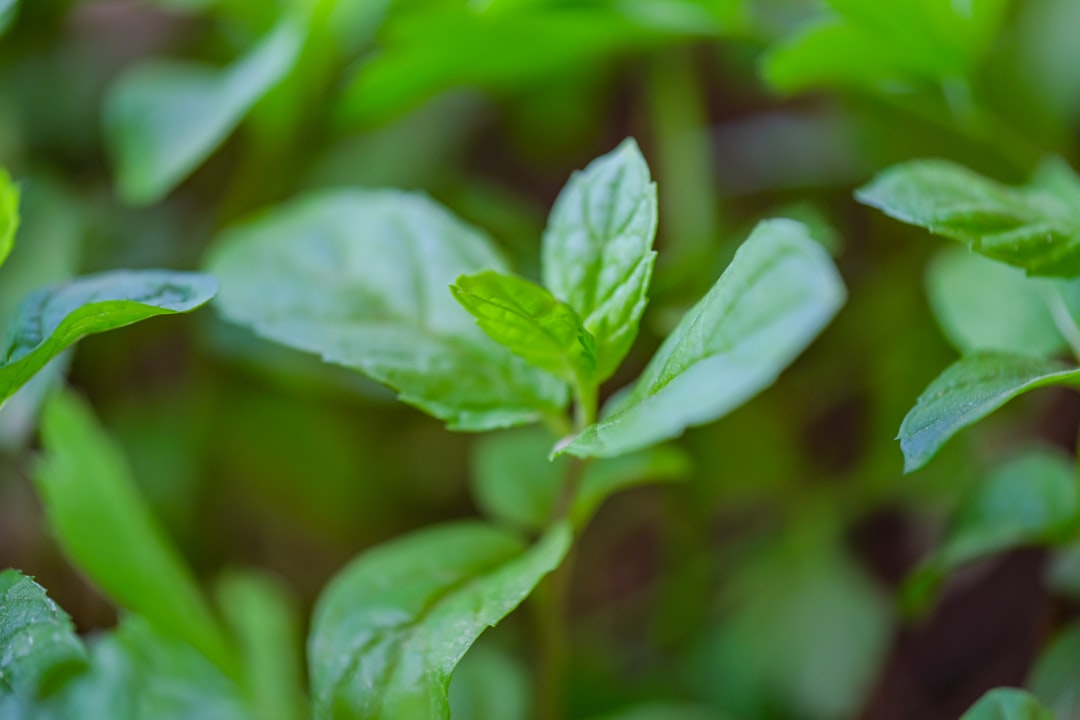 Albahaca y menta cultivadas en recipientes