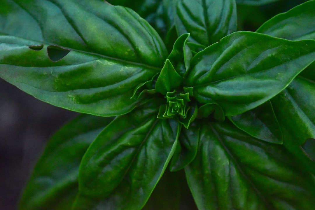 Inspección de hojas durante la poda de una planta aromática