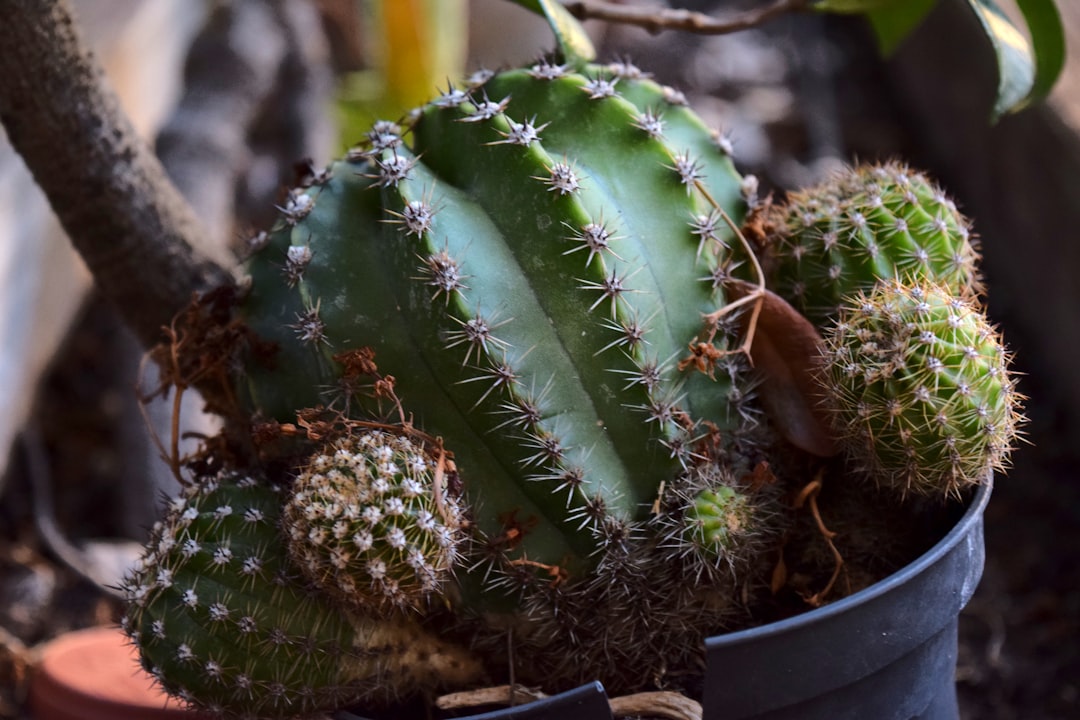 Raíces dañadas por exceso de humedad después de un trasplante